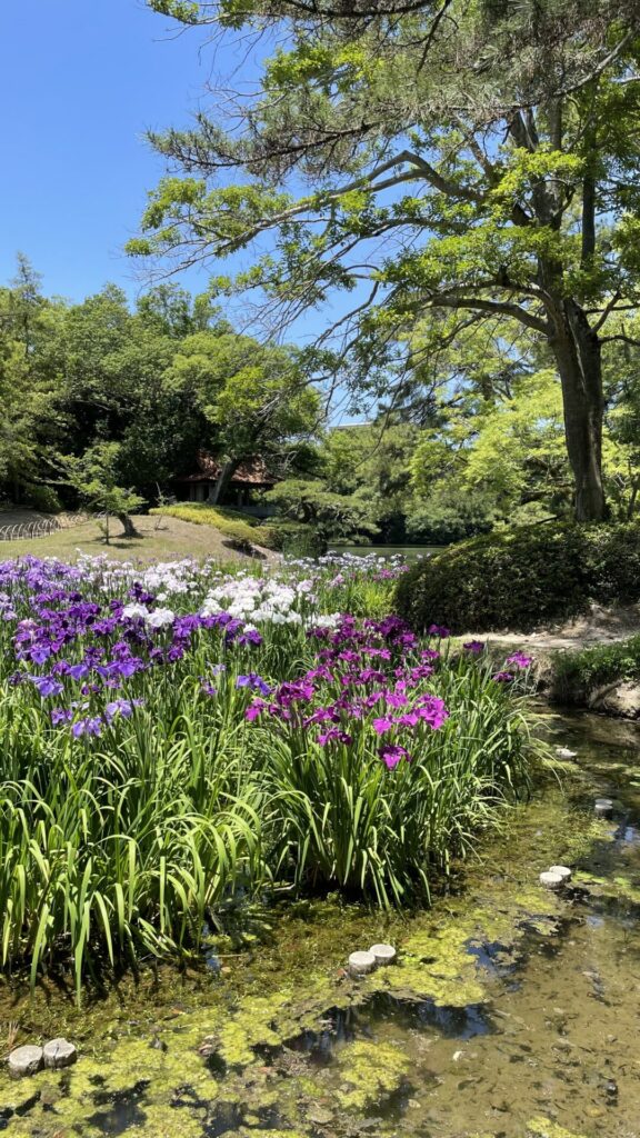 栗林公園のハナショウブ