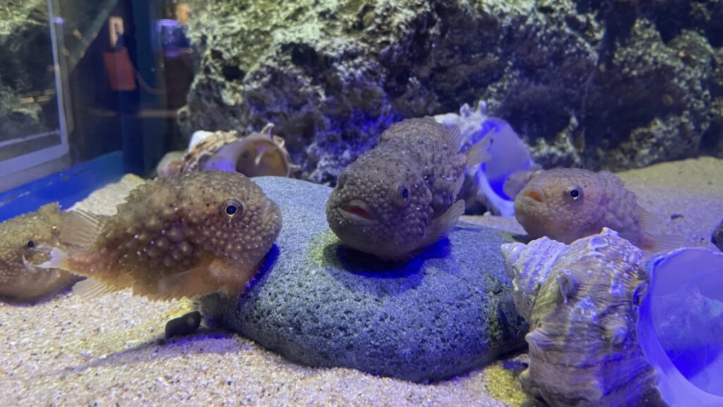 新江ノ島水族館のコンペイトウ